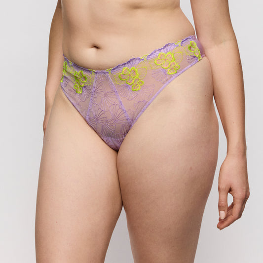 Primadonna Ixia string Wisteria